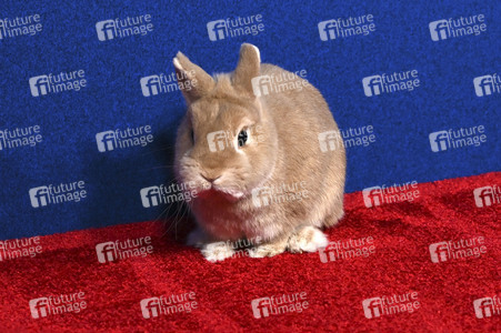 Filmpremiere 'Schneewittchen' in Los Angeles