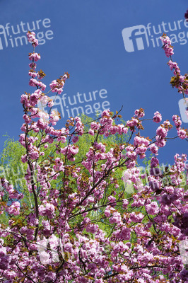 Kirschblüte in Berlin