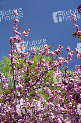 Kirschblüte in Berlin