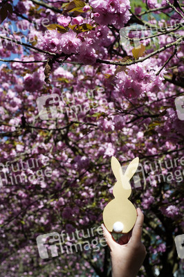 Kirschblüte in Berlin