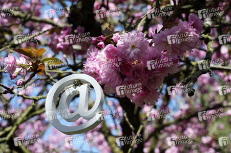 Kirschblüte in Berlin