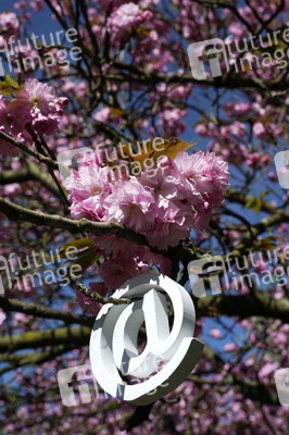 Kirschblüte in Berlin