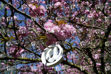 Kirschblüte in Berlin