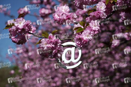 Kirschblüte in Berlin