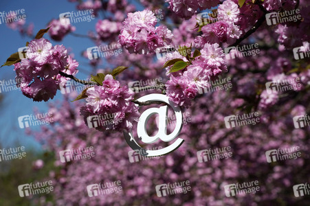 Kirschblüte in Berlin