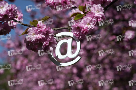 Kirschblüte in Berlin