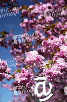 Kirschblüte in Berlin