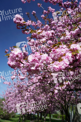 Kirschblüte in Berlin