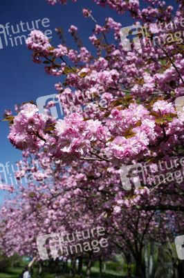 Kirschblüte in Berlin