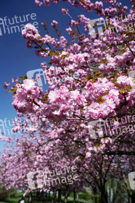 Kirschblüte in Berlin