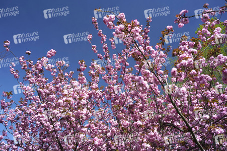 Kirschblüte in Berlin