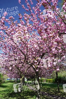 Kirschblüte in Berlin