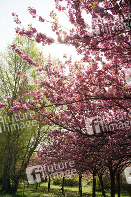 Kirschblüte in Berlin