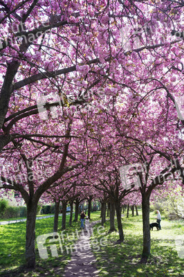 Kirschblüte in Berlin