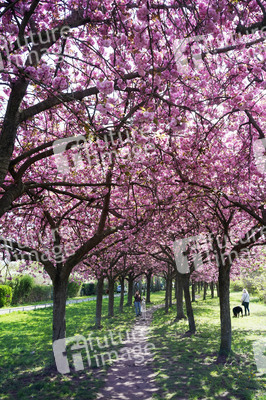 Kirschblüte in Berlin