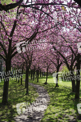 Kirschblüte in Berlin