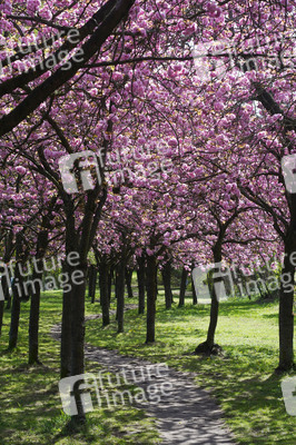 Kirschblüte in Berlin