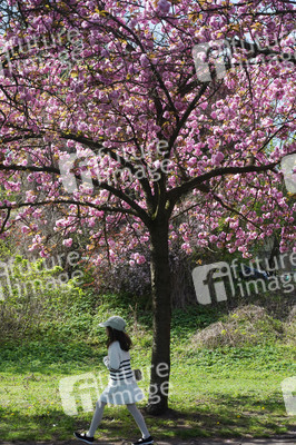 Kirschblüte in Berlin