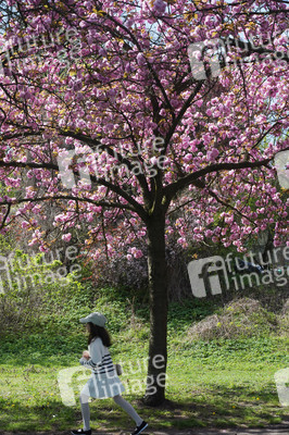 Kirschblüte in Berlin