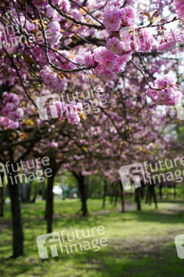 Kirschblüte in Berlin