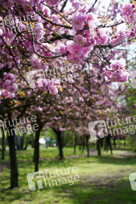 Kirschblüte in Berlin