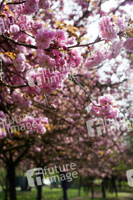 Kirschblüte in Berlin