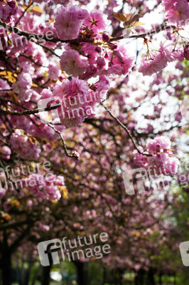 Kirschblüte in Berlin