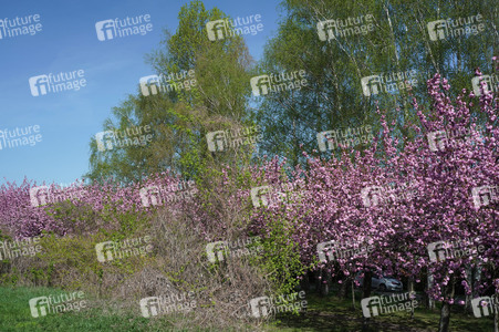 Kirschblüte in Berlin