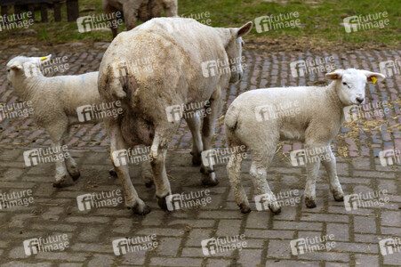 Symbolfoto Osterlamm