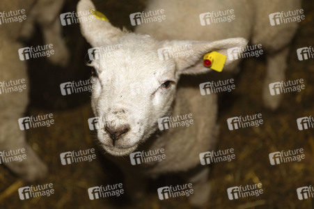 Symbolfoto Osterlamm