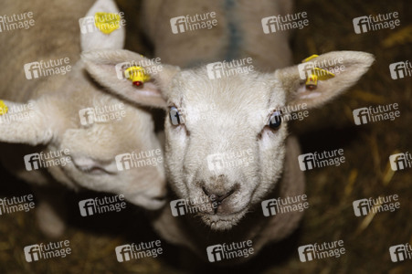 Symbolfoto Osterlamm