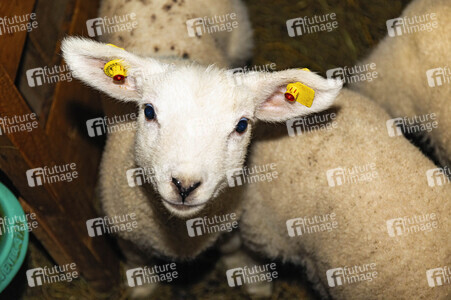 Symbolfoto Osterlamm