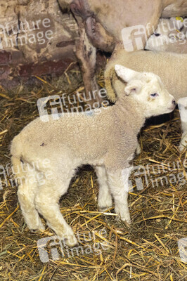 Symbolfoto Osterlamm