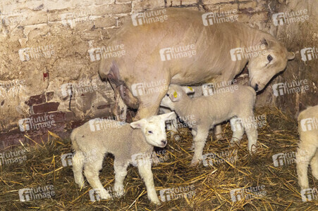 Symbolfoto Osterlamm