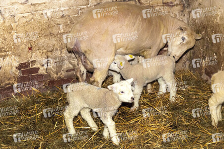Symbolfoto Osterlamm