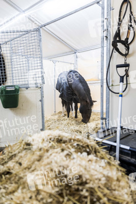 Backstageführung zur Pferdeshow 'Cavalluna - Grand Moments' in Erfurt