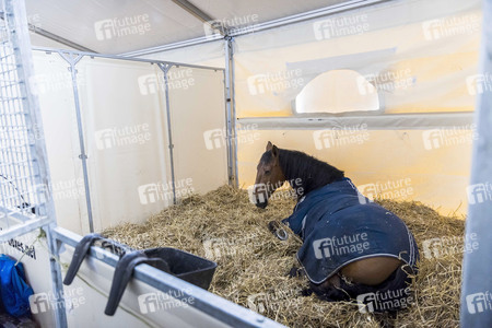Backstageführung zur Pferdeshow 'Cavalluna - Grand Moments' in Erfurt