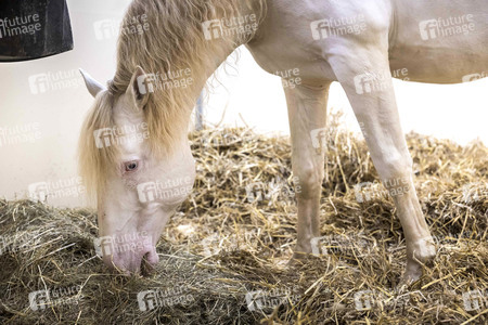 Backstageführung zur Pferdeshow 'Cavalluna - Grand Moments' in Erfurt