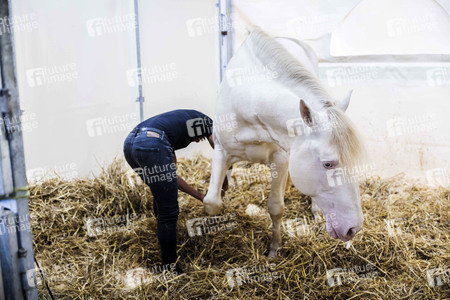 Backstageführung zur Pferdeshow 'Cavalluna - Grand Moments' in Erfurt