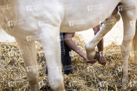 Backstageführung zur Pferdeshow 'Cavalluna - Grand Moments' in Erfurt