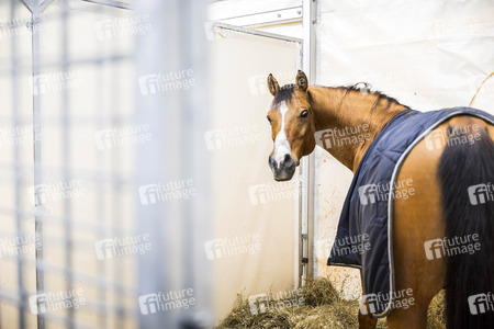 Backstageführung zur Pferdeshow 'Cavalluna - Grand Moments' in Erfurt