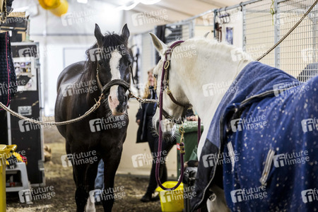Backstageführung zur Pferdeshow 'Cavalluna - Grand Moments' in Erfurt