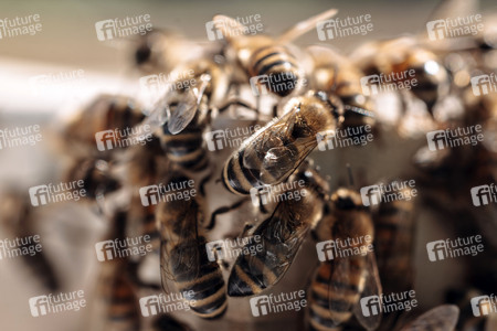 Symbolfoto Bienen