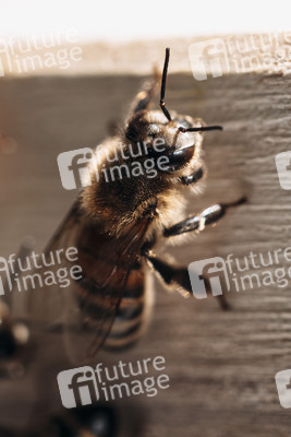 Symbolfoto Bienen