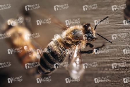 Symbolfoto Bienen