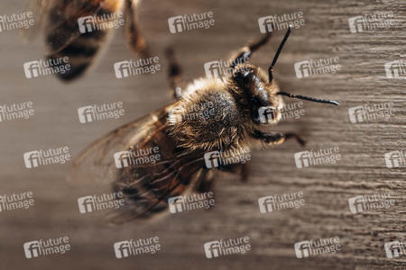 Symbolfoto Bienen
