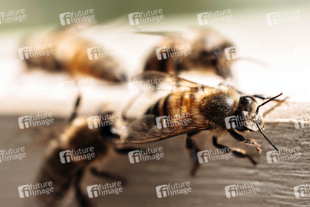 Symbolfoto Bienen