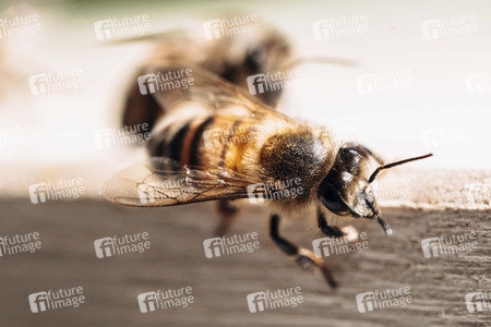 Symbolfoto Bienen