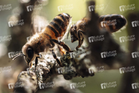 Symbolfoto Bienen