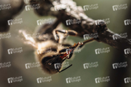 Symbolfoto Bienen